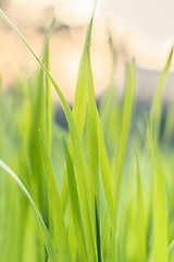 Image showing Closeup photo of fresh green grass