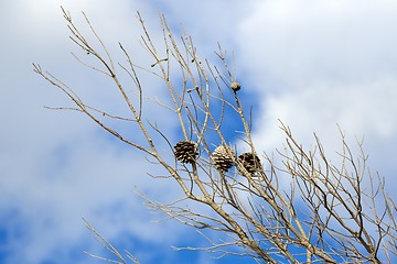 Image showing Abstract hoto of some winter branches