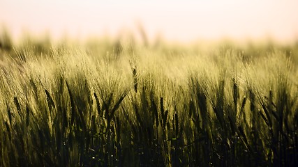 Image showing Closeup photo of some fresh wheat