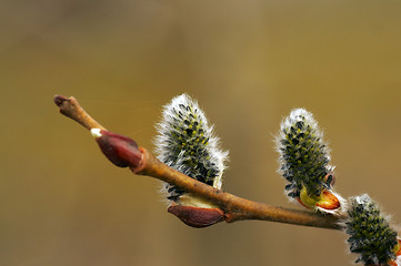 Image showing flowering willow