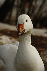 Image showing snowy goose