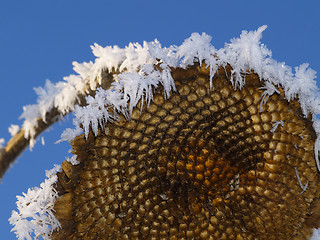 Image showing Frost