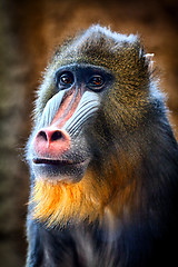 Image showing Mandrill Portrait