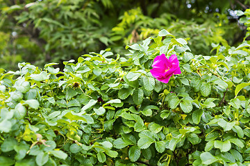 Image showing Wild rosa