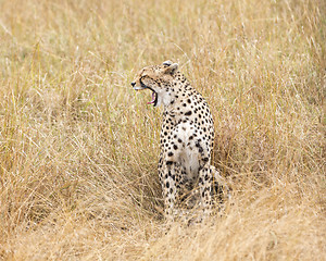 Image showing cheetah