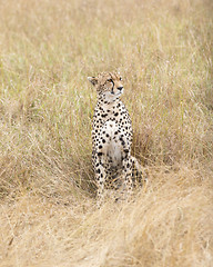 Image showing cheetah rest in tall grass