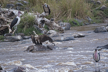 Image showing Scavengers