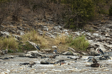 Image showing Scavengers