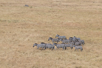 Image showing herd of zebras 