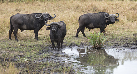 Image showing Cape buffaloes