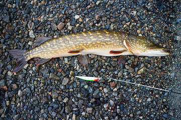 Image showing trophy pike caught rarely