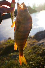 Image showing perch fishing Northern fish