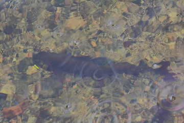 Image showing underwater grayling fishing Northern fish