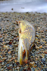 Image showing pike fishing big Northern fish