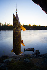 Image showing big pike turbulent water fishing