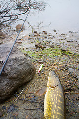 Image showing pike and fishing in Norway