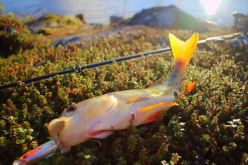 Image showing perch in the rays of the setting sun. fishing 