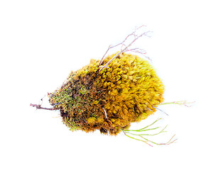 Image showing natural moss decoration on white background