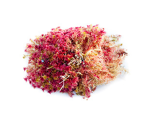 Image showing natural moss decoration on white background