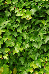 Image showing Green ivy background