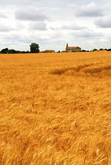 Image showing Wheat field