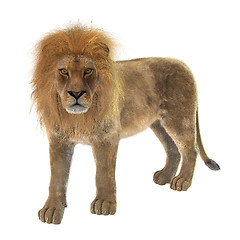 Image showing Male Lion