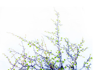 Image showing  Arctic birch in spring on white background