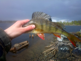 Image showing perch fishing Northern fish