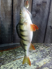 Image showing perch fishing Northern fish