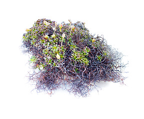 Image showing natural moss decoration on white background