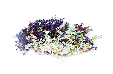 Image showing natural moss decoration on white background