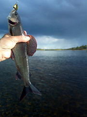 Image showing rare grayling on the fast-flowing river