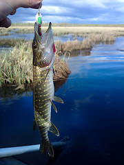 Image showing pike lake fishing on spinning