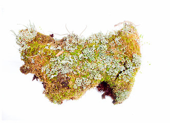 Image showing natural moss decoration on white background