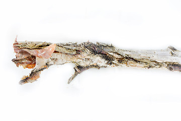 Image showing very old decrepit tree branch