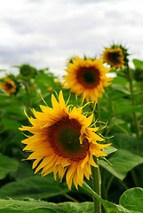 Image showing Sunflower field