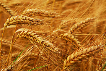 Image showing Wheat