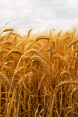 Image showing Wheat