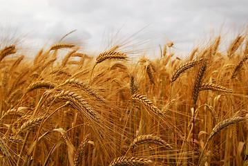 Image showing Wheat