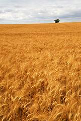 Image showing Wheat field