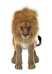 Image showing Male Lion