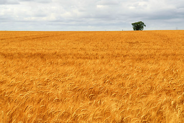 Image showing Wheat field