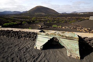 Image showing crops viticulture  winery lanzarote spain la geria vine  