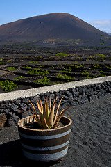 Image showing cactus  viticulture  winery lanzarote spain 