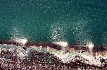 Image showing Lake with a dense bloom of green algae.