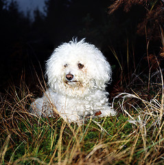 Image showing Bishon frisé resting in the Nature. Canin familiaris.