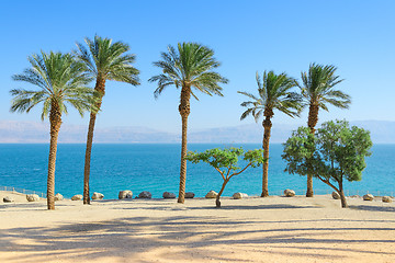 Image showing Scenery of Dead Sea with palm trees on sunshine coast 