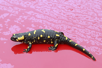 Image showing Fire Salamander