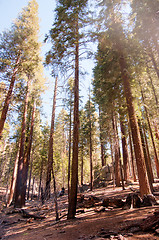 Image showing Giant Sequoia in Yosemite