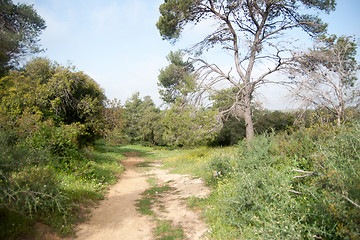 Image showing Spring season landscape